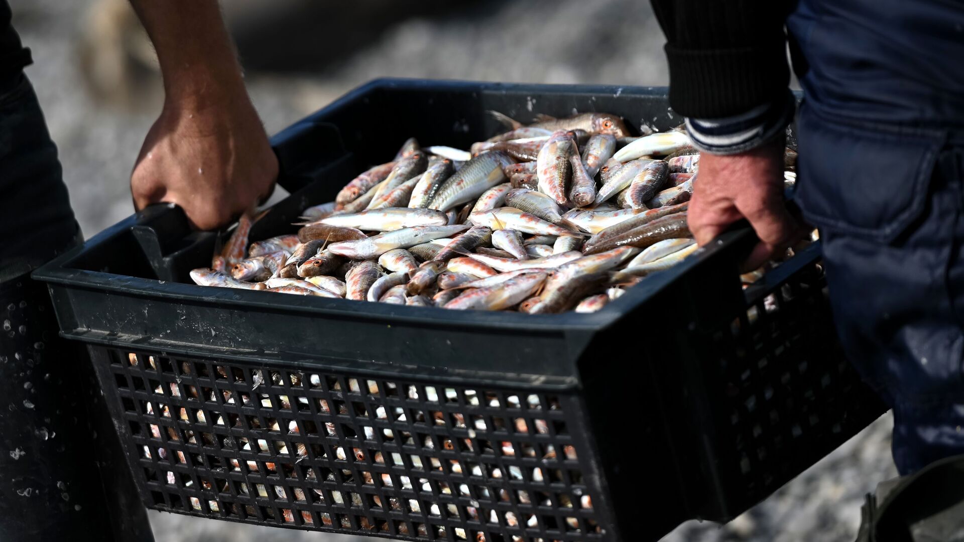Vladimir Putin instructs the Government to draft proposals on increasing fish shipments via Northern Sea Route - РИА Новости, 1920, 05.12.2025