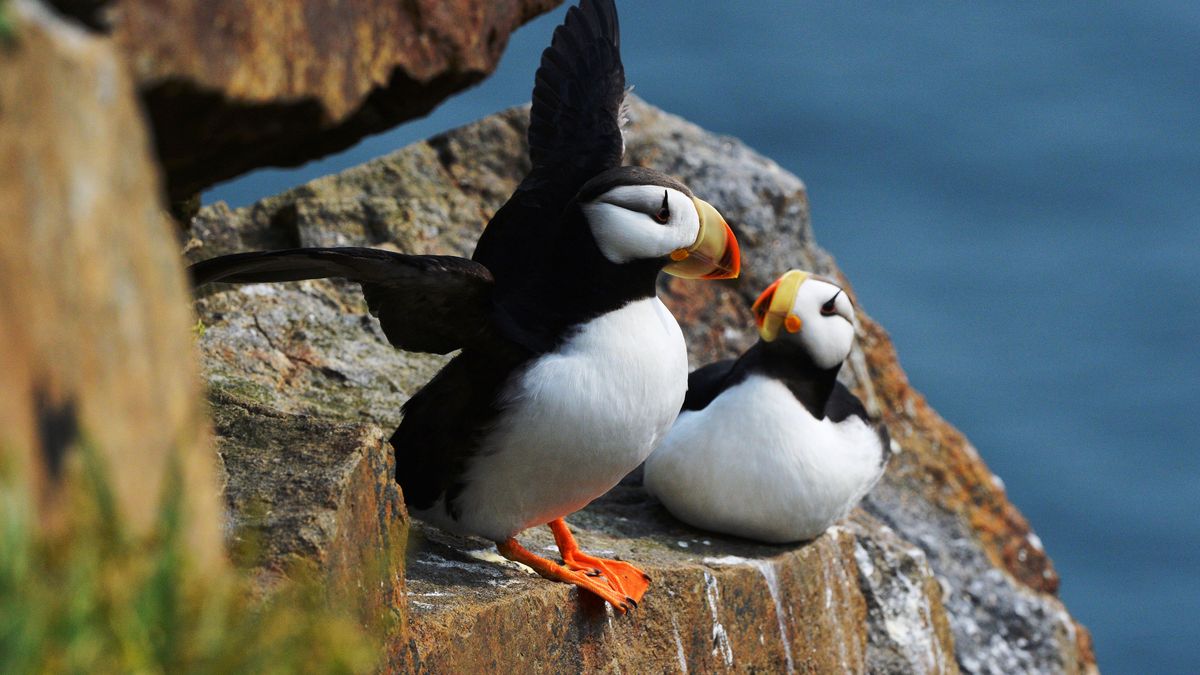 Ministry of Natural Resources and Environment to draft national biodiversity strategy for conserving Arctic ecosystem 