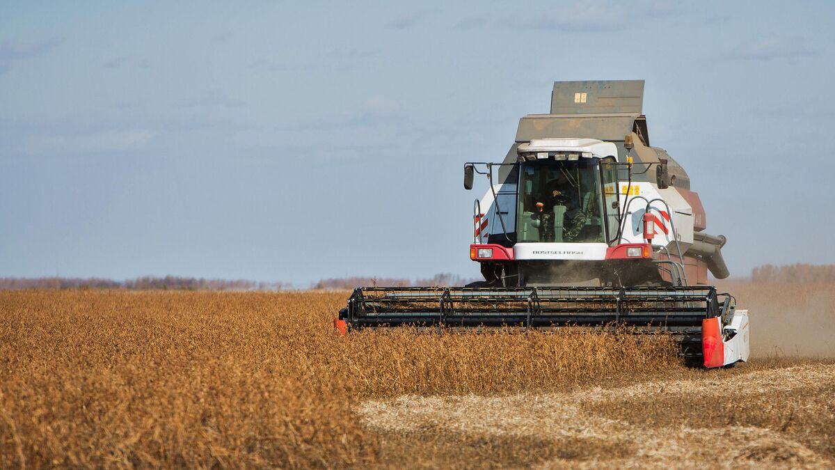 Combine harvests soybeans in the fields in the Amur region