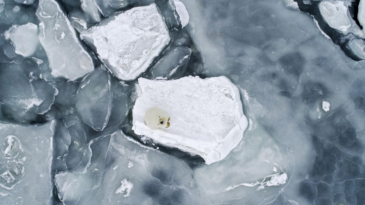 A polar bear on an icefloe in the Chukotka Sea