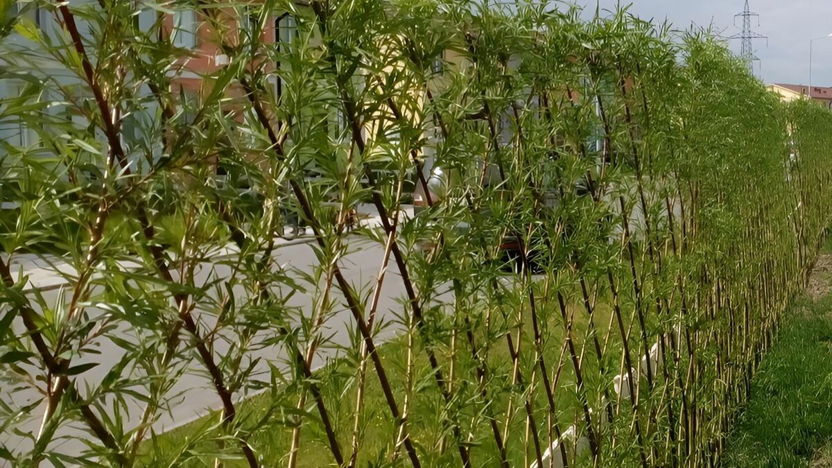 Willow hedge