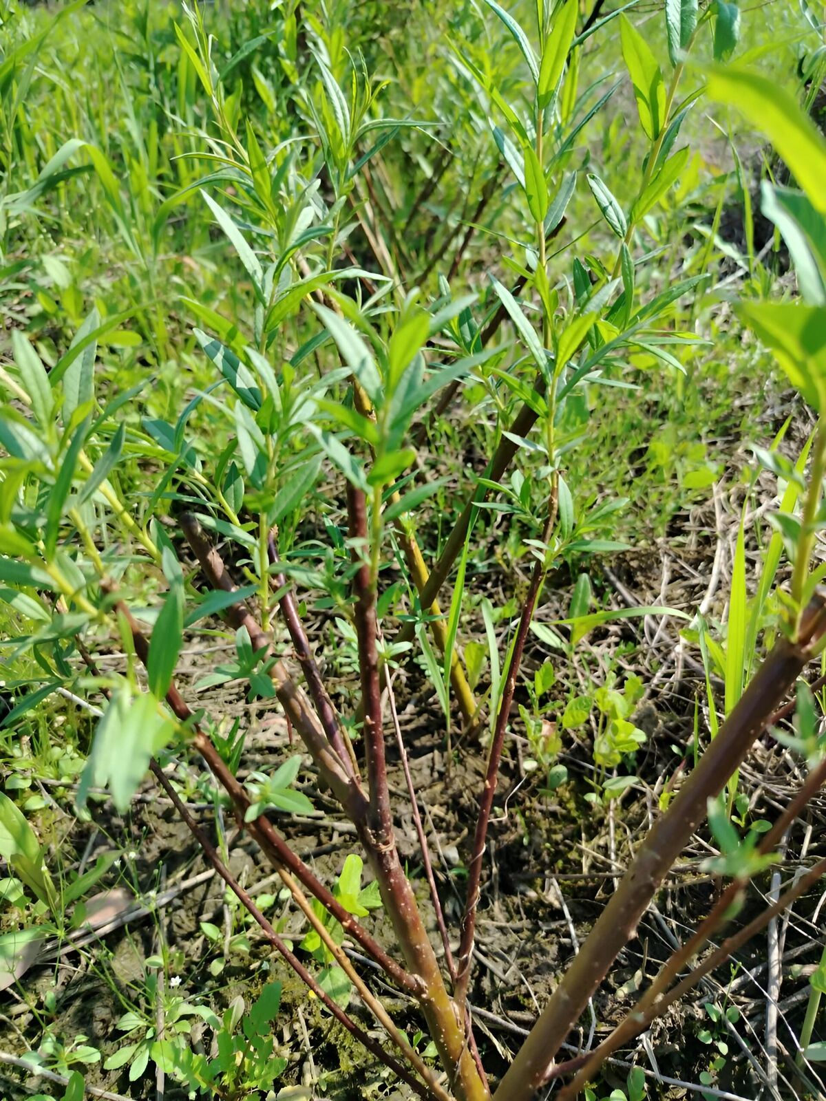 Willow cuttings (quillets)