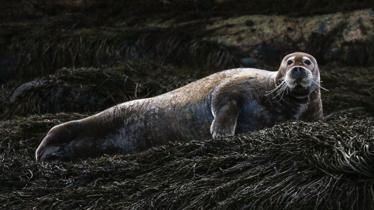 A bearded seal on the Barents Sea coast