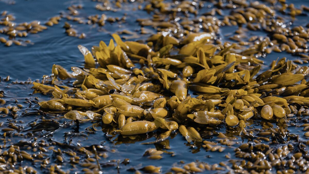 Rockweed (Fucus vesiculosus) brown alga seaweed
