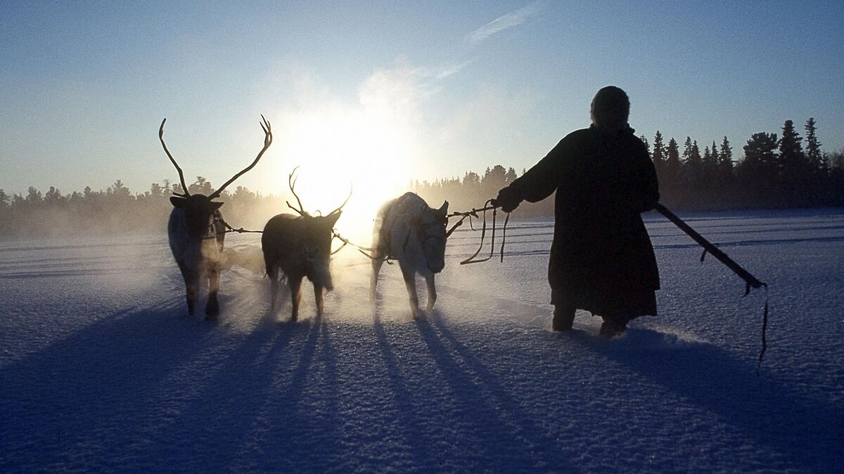 A man leading a reindeer-drawn sleigh