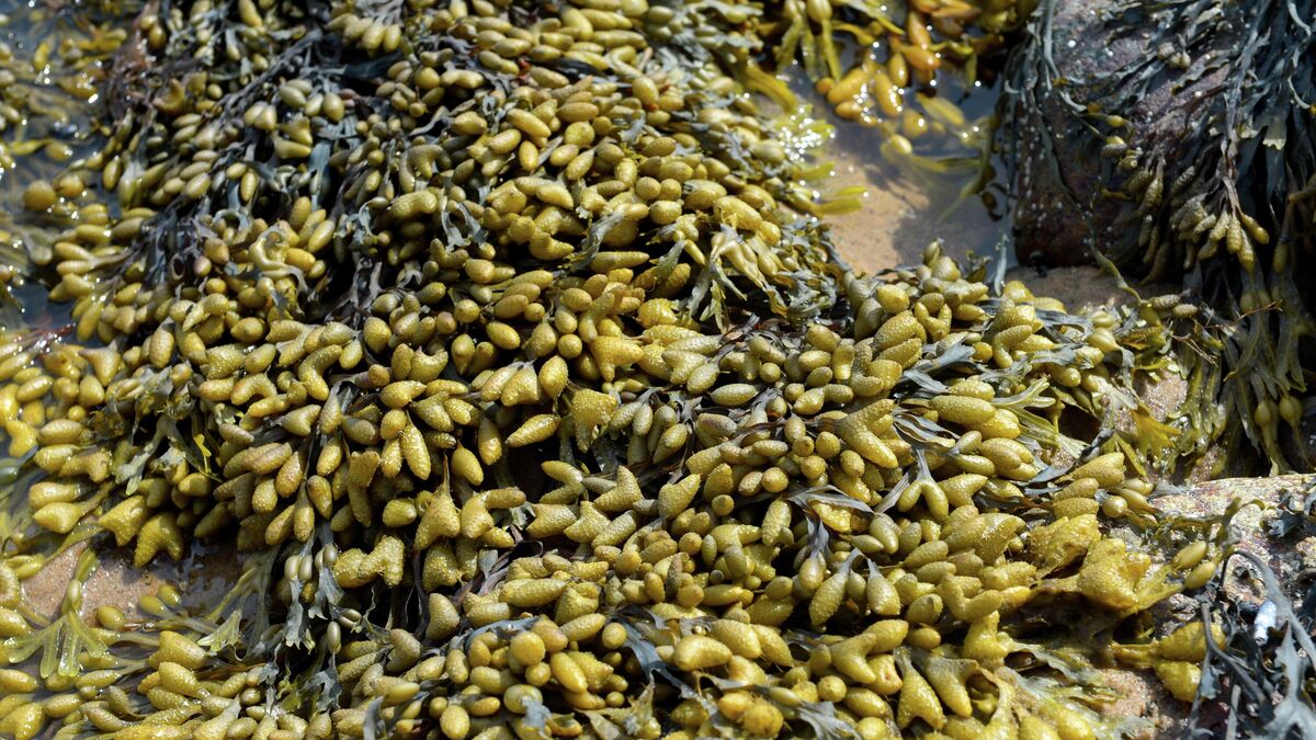 Fucus, a genus of brown algae