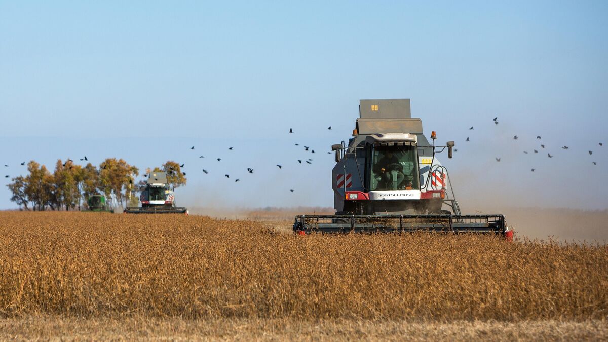 Harvesting soy crops in the Amur Region