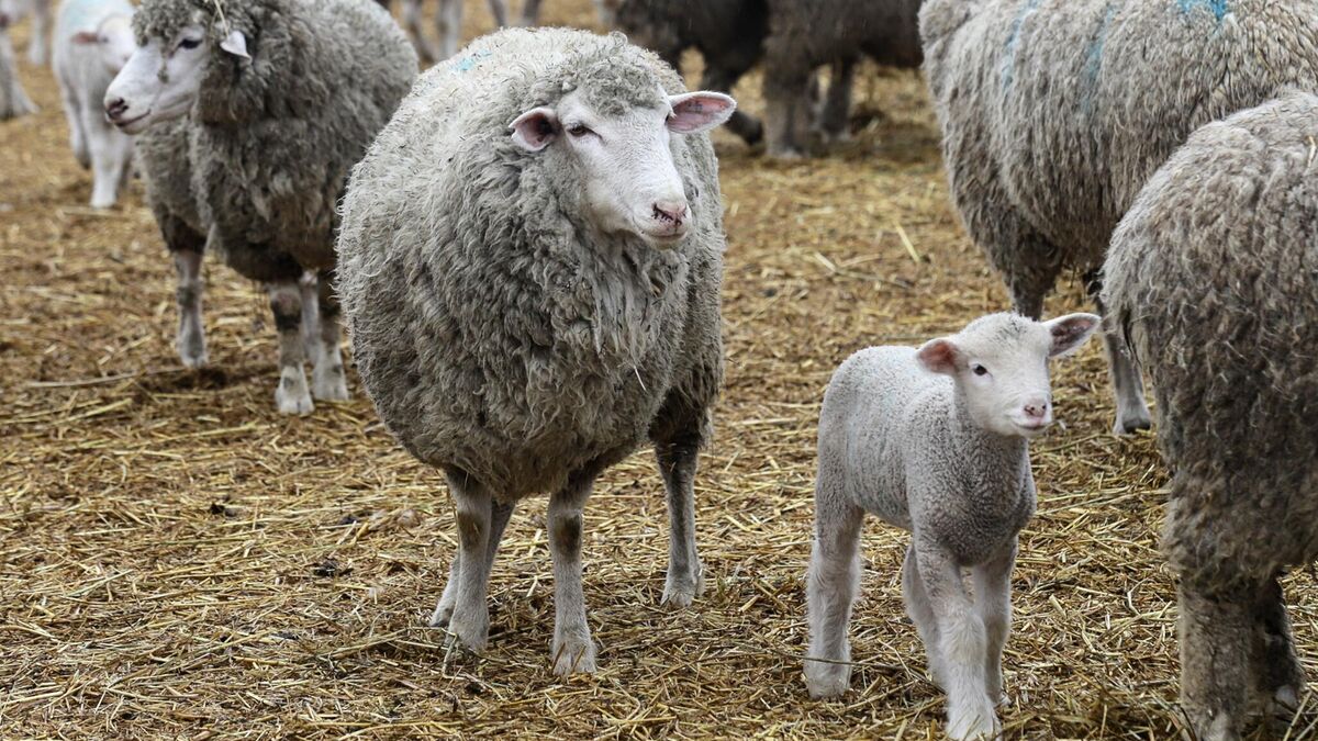 Овцы на выгульной площадке племенного завода
