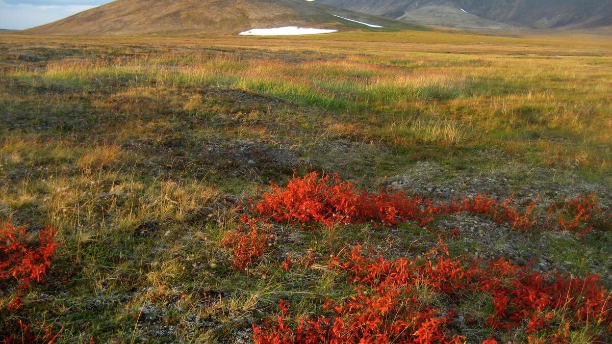Chukotka tundra in August 