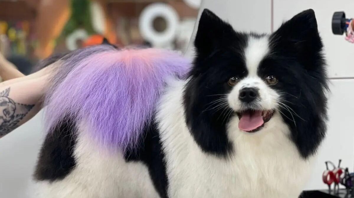 A Spitz named Jessica