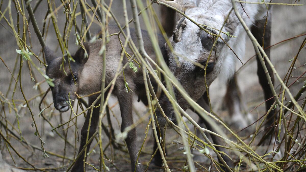Adult reindeer and a fawn
