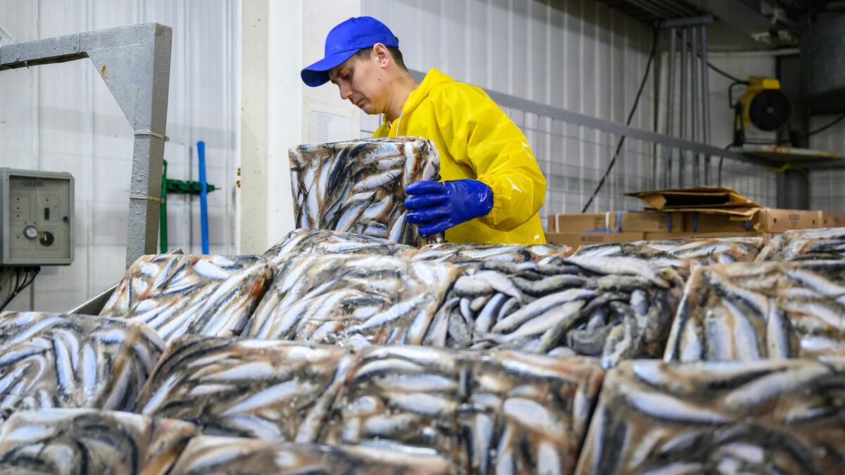 Working at a fish-processing shop
