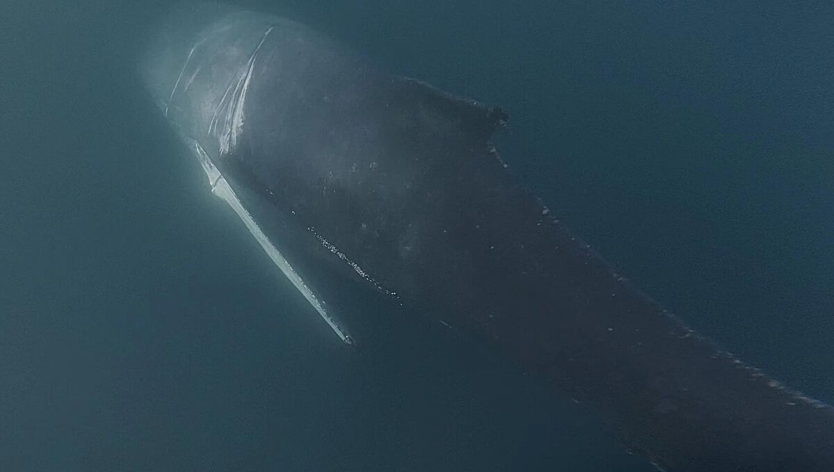 Assessing the whale’s condition beneath the surface
