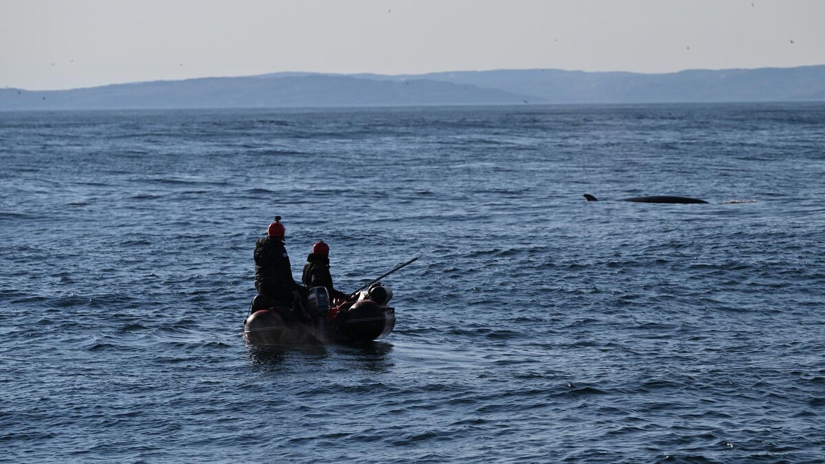 The rescue of a humpback whale