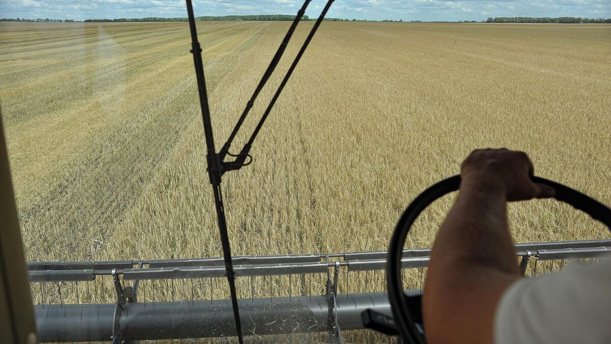 Harvesting grain crop
