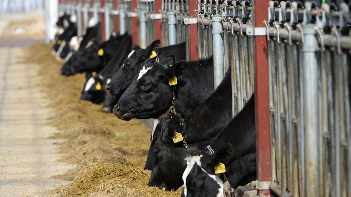 Cows in the cowshed