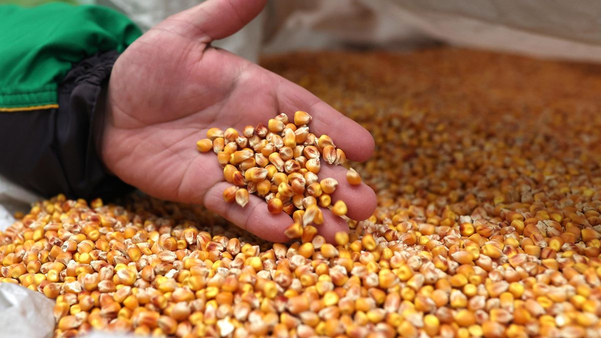 Corn seeds