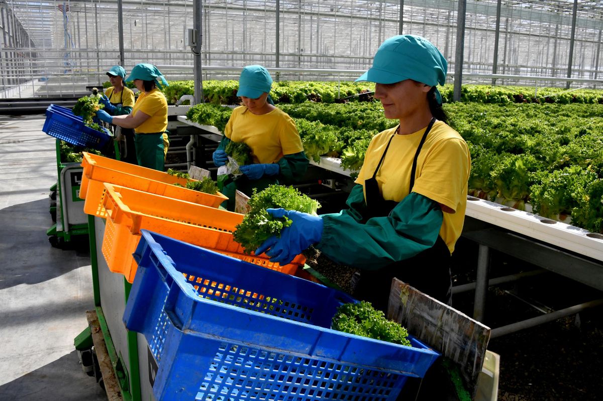 Employees of the greenhouse complex