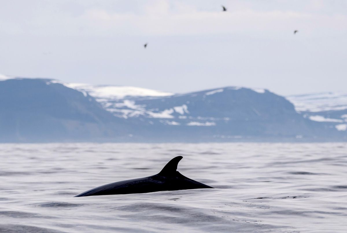 Minke whale in the Barents Sea