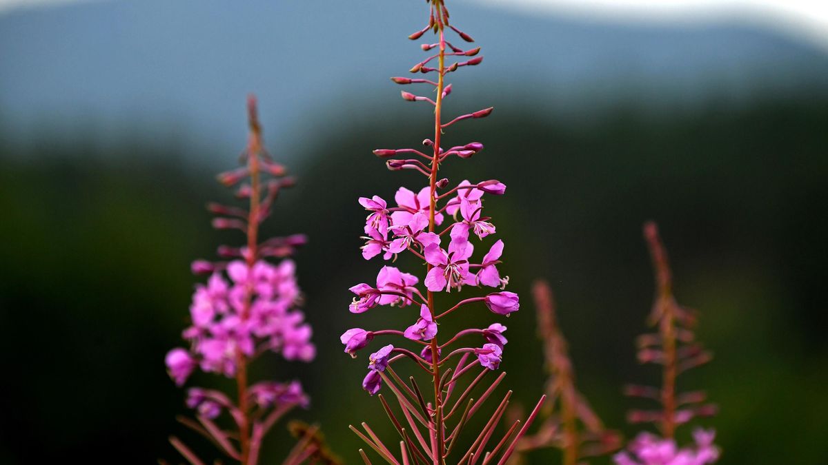 Ivan-chai (fireweed) in bloom