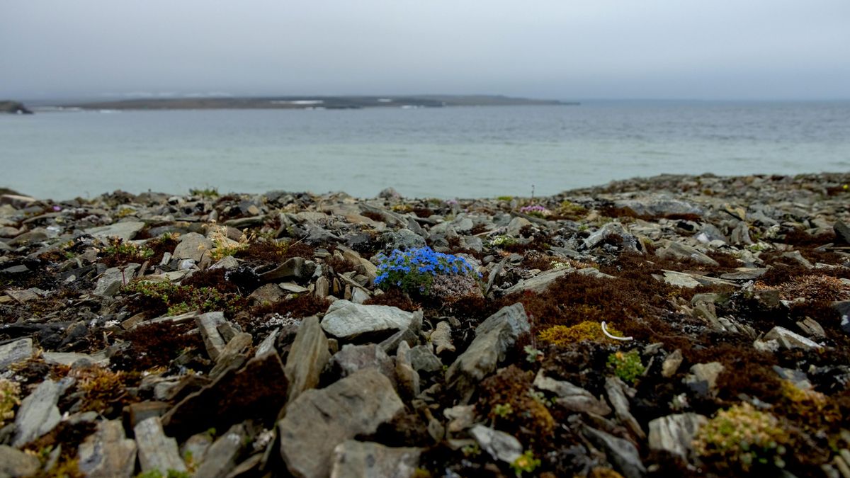 Flora of the Taimyr Peninsula