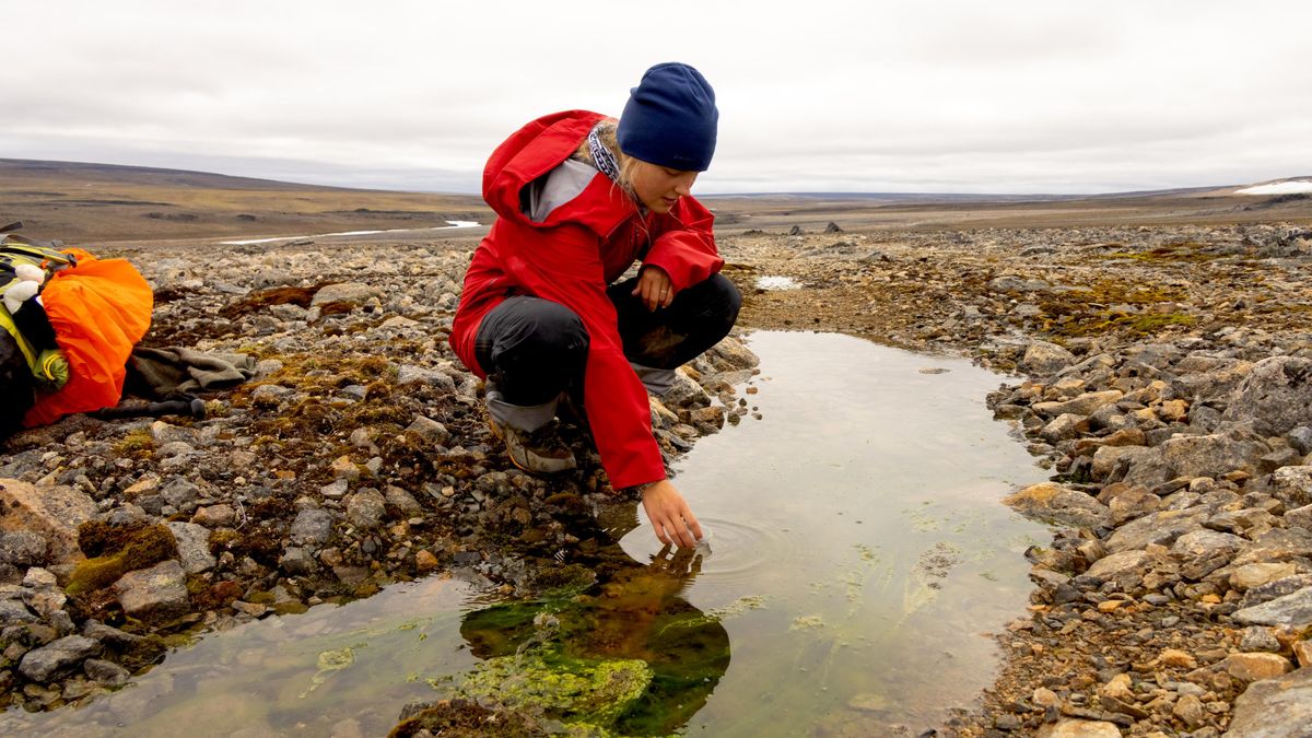  A participant of the 2025 Great Arctic Expedition collects samples for research