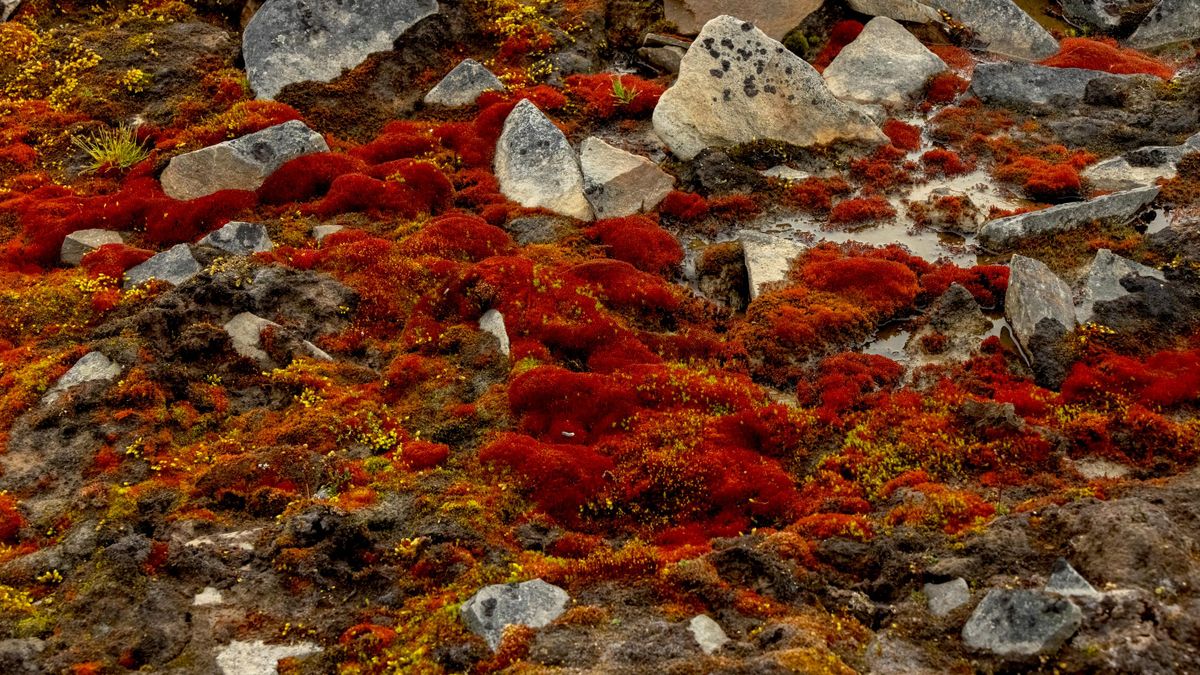 Flora of the Taimyr Peninsula