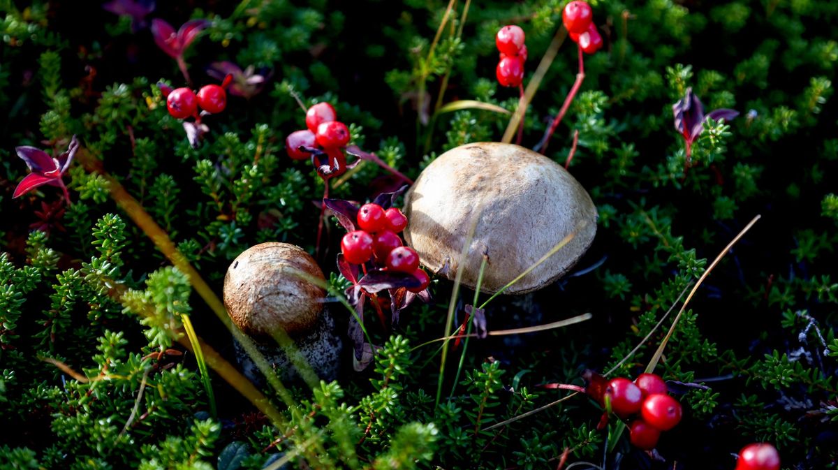 Lingonberries and mushrooms on the Rybachy Peninsula in the Murmansk Region