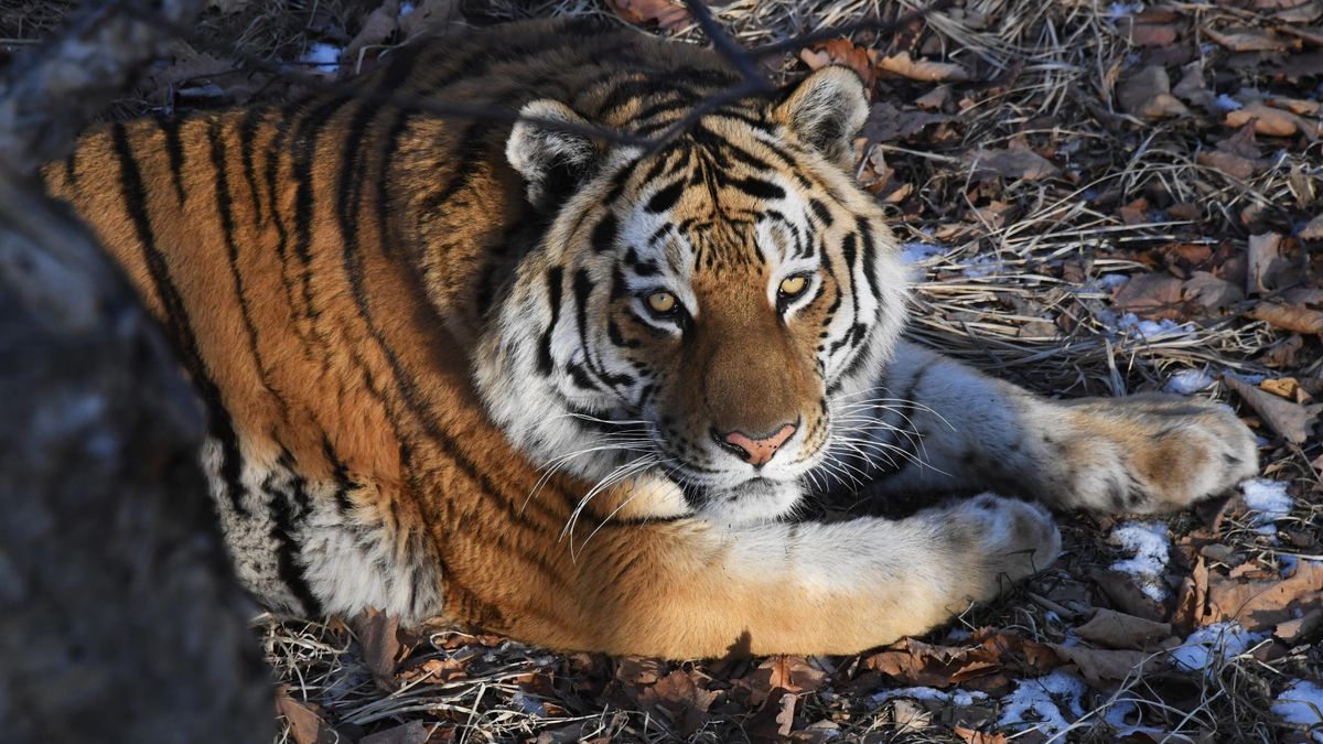 Amur tiger 