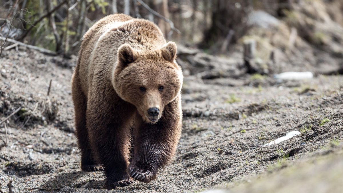 A brown bear