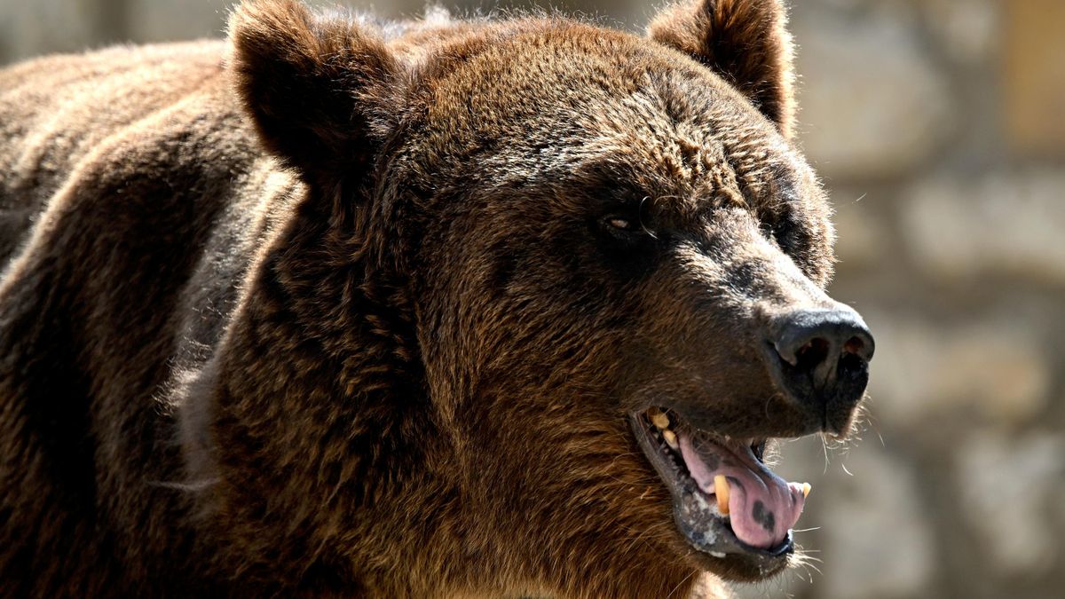 Brown bear