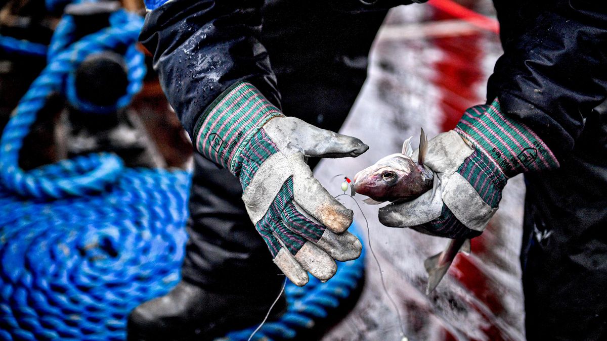 Fishing in the Barents Sea 