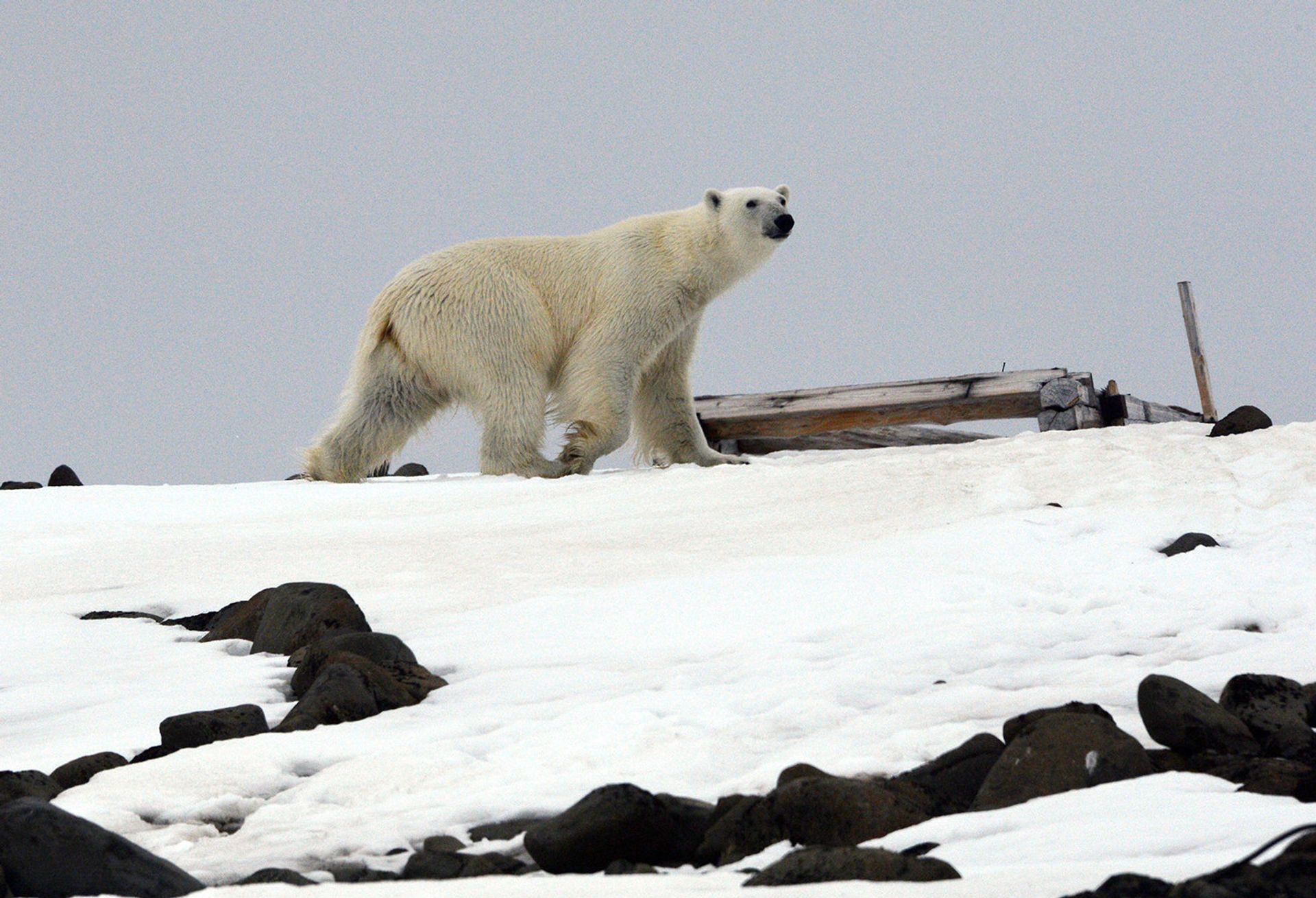 Polar bear - РИА Новости, 1920, 06.03.2026