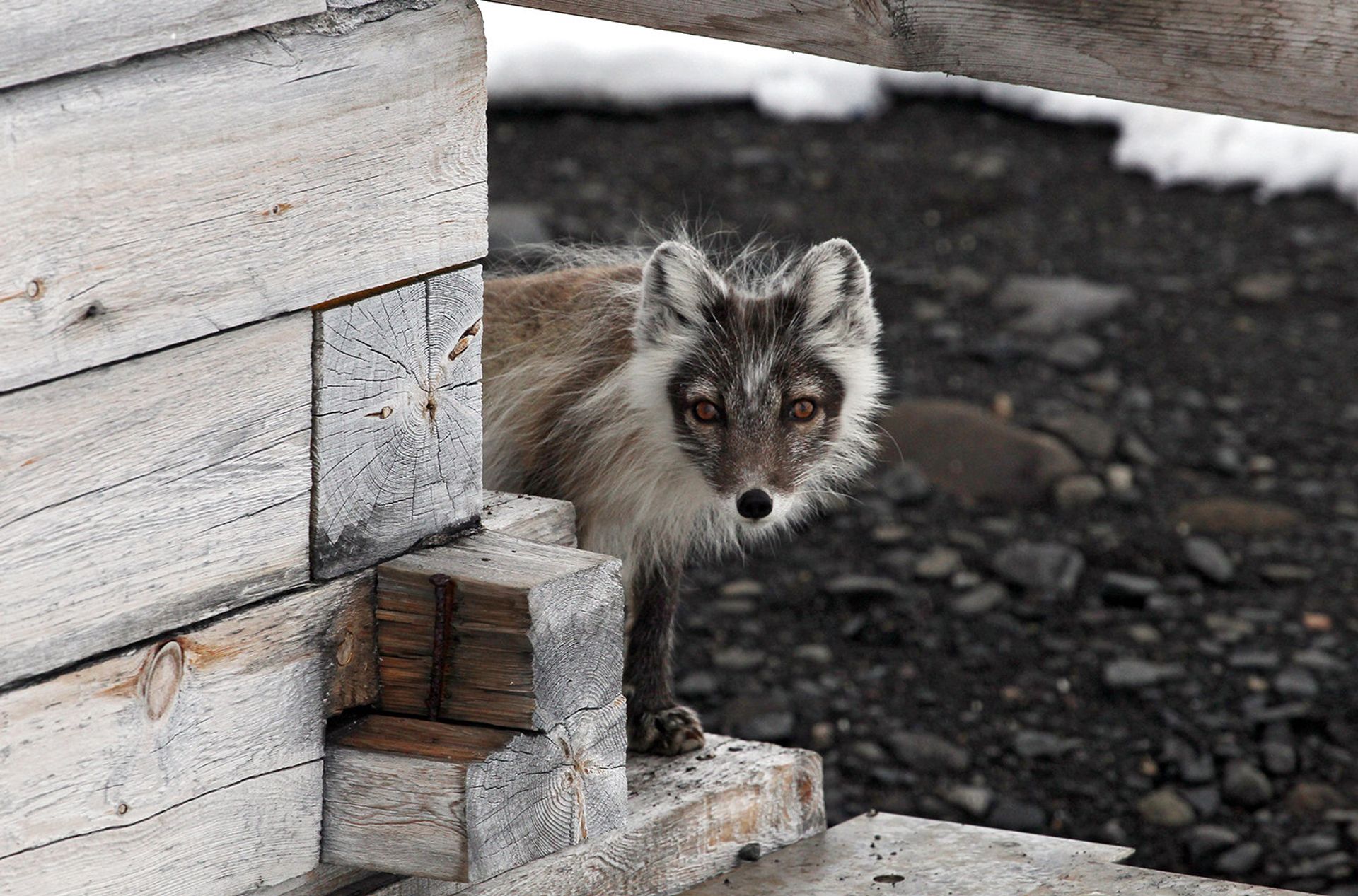 Arctic fox - РИА Новости, 1920, 06.03.2026