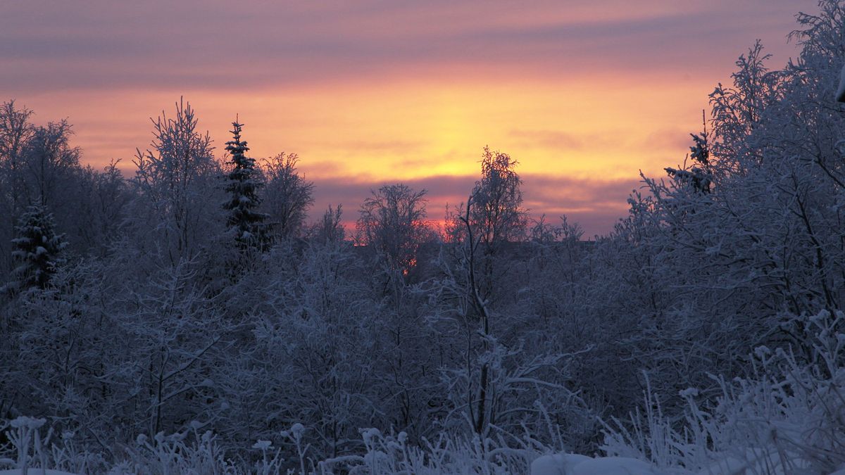 A forest near a weather station in Arkhangelsk